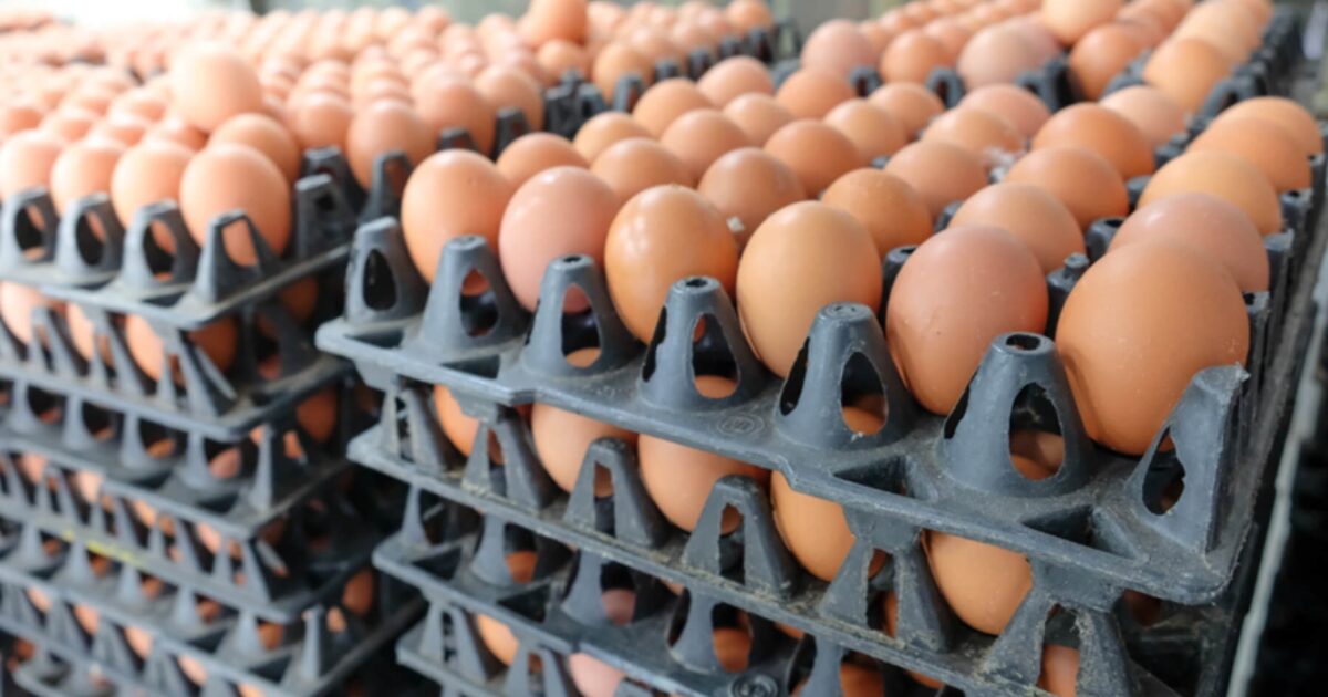 why the price of eggs in the United States has increased