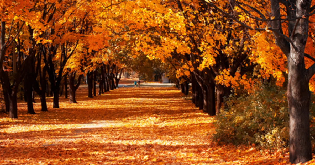 5 curiosities of autumn