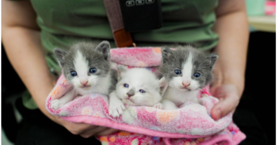 Front Street Animal Shelter